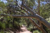 Western MacDonnall Ranges, Standley Chasm (2).jpg &ndash; &copy; Annika Lembke (Eberhardt TRAVEL)