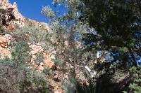 Western MacDonnall Ranges, Standley Chasm (5).jpg &ndash; &copy; Annika Lembke (Eberhardt TRAVEL)