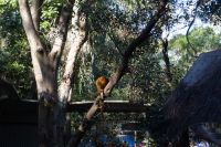 Featherdale Wildlife Park (11).jpg &ndash; &copy; Annika Lembke (Eberhardt TRAVEL)