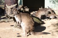 Featherdale Wildlife Park (13).jpg &ndash; &copy; Annika Lembke (Eberhardt TRAVEL)