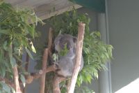 Featherdale Wildlife Park.jpg &ndash; &copy; Annika Lembke (Eberhardt TRAVEL)