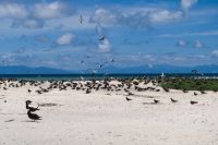 Michaelmas Cay, Great Barrier Reef (4).jpg &ndash; &copy; Annika Lembke (Eberhardt TRAVEL)