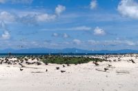 Michaelmas Cay, Great Barrier Reef (5).jpg &ndash; &copy; Annika Lembke (Eberhardt TRAVEL)