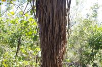 Pudakul Aboriginal Tour  (7).jpg &ndash; &copy; Annika Lembke (Eberhardt TRAVEL)