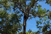Pudakul Aboriginal Tour  (10).jpg &ndash; &copy; Annika Lembke (Eberhardt TRAVEL)