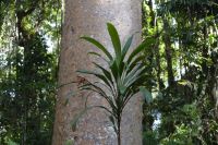 Queensland Kauri im Regenwald auf dem Weg nach Kuranda (2).jpg &ndash; &copy; Annika Lembke (Eberhardt TRAVEL)