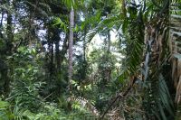 Regenwaldspaziergang auf dem Weg nach Kuranda (1).jpg &ndash; &copy; Annika Lembke (Eberhardt TRAVEL)