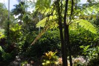Regenwaldspaziergang auf dem Weg nach Kuranda (2)-1.jpg &ndash; &copy; Annika Lembke (Eberhardt TRAVEL)
