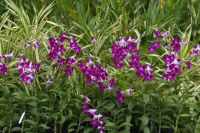 Singapur - Orchideen Garten im botanischen Garten (1).jpg &ndash; &copy; Annika Lembke (Eberhardt TRAVEL)