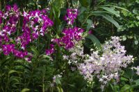 Singapur - Orchideen Garten im botanischen Garten (5).jpg &ndash; &copy; Annika Lembke (Eberhardt TRAVEL)