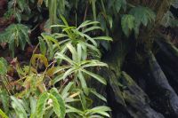 Singapur - Orchideen Garten im botanischen Garten (7).jpg &ndash; &copy; Annika Lembke (Eberhardt TRAVEL)