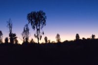 Sonnenaufgang am Uluru (5).jpg &ndash; &copy; Annika Lembke (Eberhardt TRAVEL)