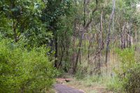 Spaziergang zu den Felsmalereien an den Nourlangiefelsen, Kakadu Nationalpark (1).jpg &ndash; &copy; Annika Lembke (Eberhardt TRAVEL)