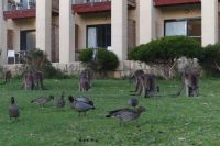 Westaustralien - Yanchep Nationalpark (1).jpg &ndash; &copy; Annika Lembke (Eberhardt TRAVEL)