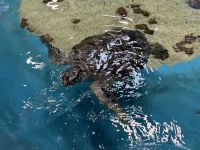 Cairns Aquarium - Schildkröten Krankenhaus (2).jpeg &ndash; &copy; Annika Lembke (Eberhardt TRAVEL)