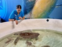 Cairns Aquarium - Schildkröten Krankenhaus (4).jpeg &ndash; &copy; Annika Lembke (Eberhardt TRAVEL)