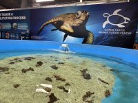 Cairns Aquarium - Schildkröten Krankenhaus (5).jpeg &ndash; &copy; Annika Lembke (Eberhardt TRAVEL)