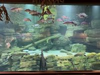 Cairns Aquarium (3).jpeg &ndash; &copy; Annika Lembke (Eberhardt TRAVEL)