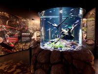Cairns Aquarium (4).jpeg &ndash; &copy; Annika Lembke (Eberhardt TRAVEL)