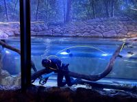 Cairns Aquarium (5).jpeg &ndash; &copy; Annika Lembke (Eberhardt TRAVEL)