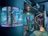Cairns Aquarium (6).jpeg &ndash; &copy; Annika Lembke (Eberhardt TRAVEL)