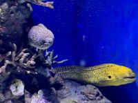 Cairns Aquarium (9).jpeg &ndash; &copy; Annika Lembke (Eberhardt TRAVEL)