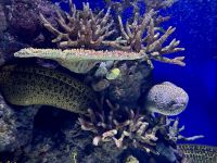 Cairns Aquarium (10).jpeg &ndash; &copy; Annika Lembke (Eberhardt TRAVEL)