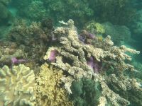 Great Barrier Reef (2).jpeg &ndash; &copy; Annika Lembke (Eberhardt TRAVEL)