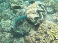 Great Barrier Reef (6).jpeg &ndash; &copy; Annika Lembke (Eberhardt TRAVEL)