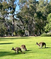 Perth: Yanchep Nationalpark &ndash; &copy; Anne Fohlert (Eberhardt TRAVEL)