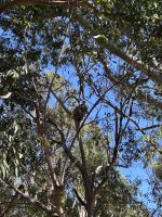 Perth: Yanchep Nationalpark &ndash; &copy; Anne Fohlert (Eberhardt TRAVEL)