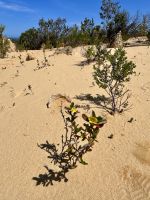Perth: Pinnacles Nationalpark &ndash; &copy; Anne Fohlert (Eberhardt TRAVEL)