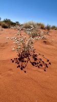 Outback: Mount Conner / Salzsee &ndash; &copy; Anne Fohlert (Eberhardt TRAVEL)