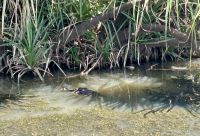 Ausflug: Kakadu Nationalpark: Bootsfahrt auf dem Yellow River &ndash; &copy; Anne Fohlert (Eberhardt TRAVEL)