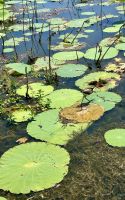 Ausflug: Kakadu Nationalpark: Bootsfahrt auf dem Yellow River &ndash; &copy; Anne Fohlert (Eberhardt TRAVEL)