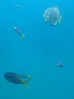 Cairns: Great Barrier Reef &ndash; &copy; Anne Fohlert (Eberhardt TRAVEL)