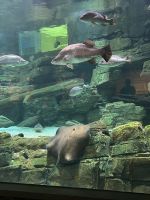 Cairns: Aquarium &ndash; &copy; Anne Fohlert (Eberhardt TRAVEL)