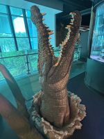 Cairns: Aquarium &ndash; &copy; Anne Fohlert (Eberhardt TRAVEL)