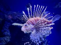 Cairns: Aquarium &ndash; &copy; Anne Fohlert (Eberhardt TRAVEL)
