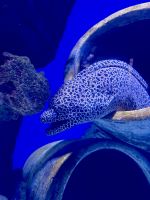 Cairns: Aquarium &ndash; &copy; Anne Fohlert (Eberhardt TRAVEL)