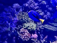 Cairns: Aquarium &ndash; &copy; Anne Fohlert (Eberhardt TRAVEL)