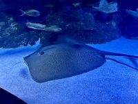 Cairns: Aquarium &ndash; &copy; Anne Fohlert (Eberhardt TRAVEL)
