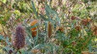 Banksia  &ndash; &copy; Monika Cortese (Eberhardt TRAVEL)