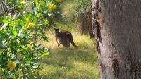 Yanchep National Park, Western Australia  &ndash; &copy; Monika Cortese (Eberhardt TRAVEL)