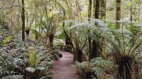 Melba Gully, Great Otway National Park &ndash; &copy; Monika Cortese (Eberhardt TRAVEL)