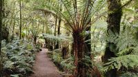 Melba Gully, Great Otway National Park &ndash; &copy; Monika Cortese (Eberhardt TRAVEL)