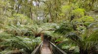 Melba Gully, Great Otway National Park &ndash; &copy; Monika Cortese (Eberhardt TRAVEL)