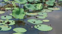 Yellow Water River Bootsfahrt, Kakadu Nationalpark  &ndash; &copy; Monika Cortese (Eberhardt TRAVEL)
