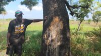 Milchbaum, Arnhem Land  &ndash; &copy; Monika Cortese (Eberhardt TRAVEL)