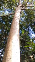 Regenwald Queensland  &ndash; &copy; Monika Cortese (Eberhardt TRAVEL)